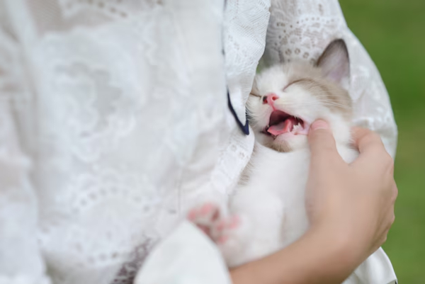 Cómo cuidar a un gato bebé, la guía completa para nuevos dueños